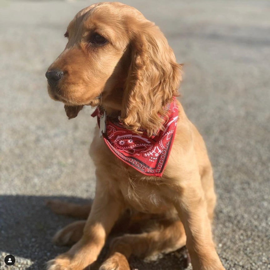 WOUAPY BANDANA