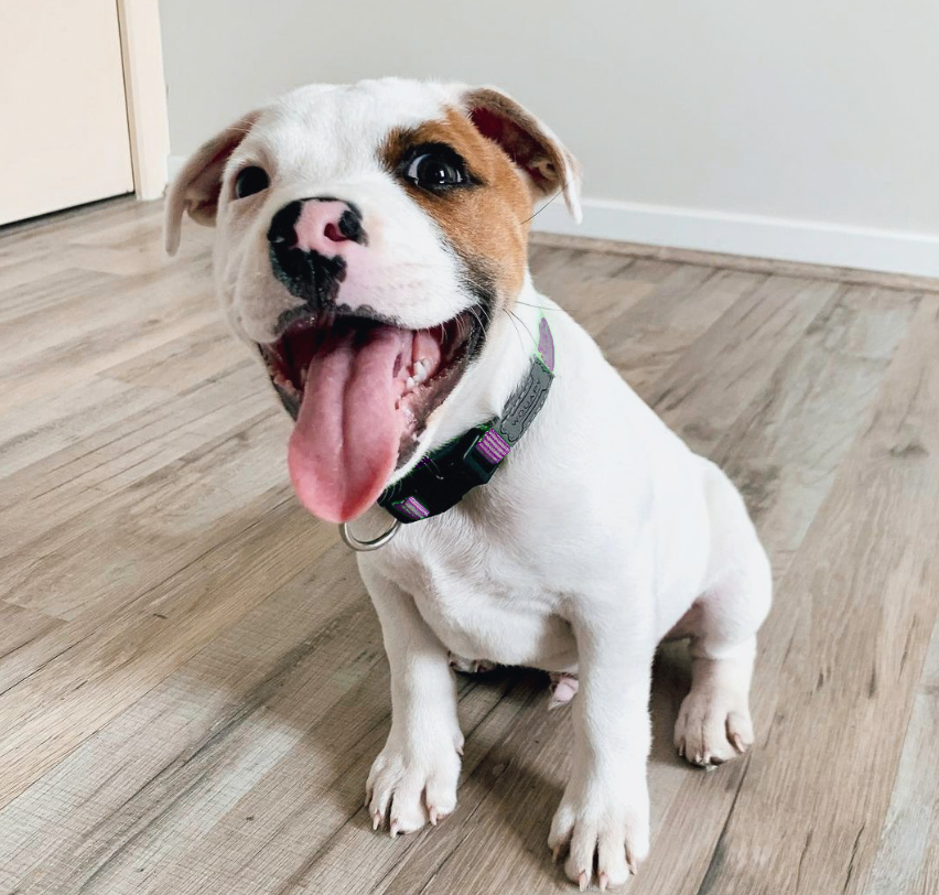 WOUAPY COLLAR BASIC LINE