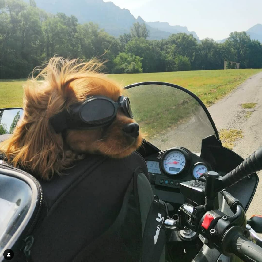WOUAPY SUN GLASSES